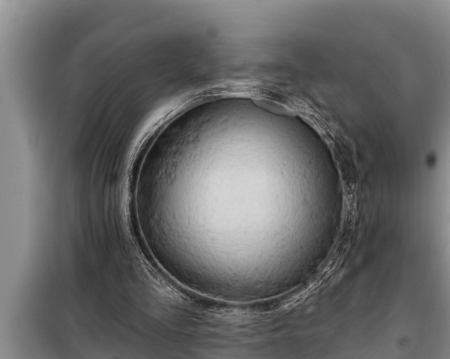 X0000098170293200805011020