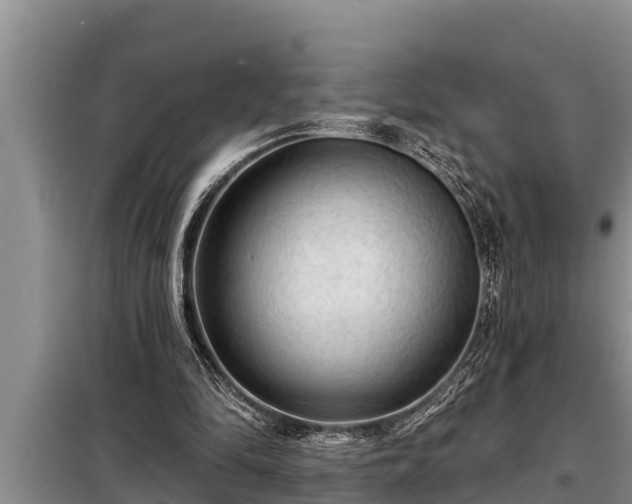 X0000098170294200805011020