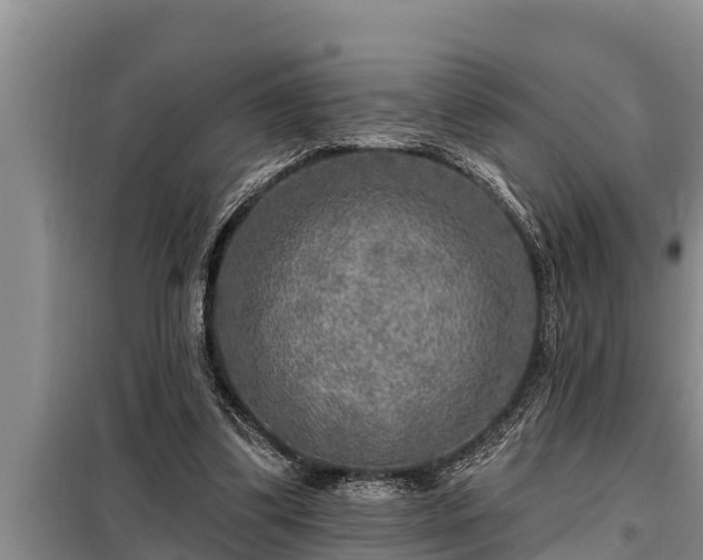 X0000098170299200805011020