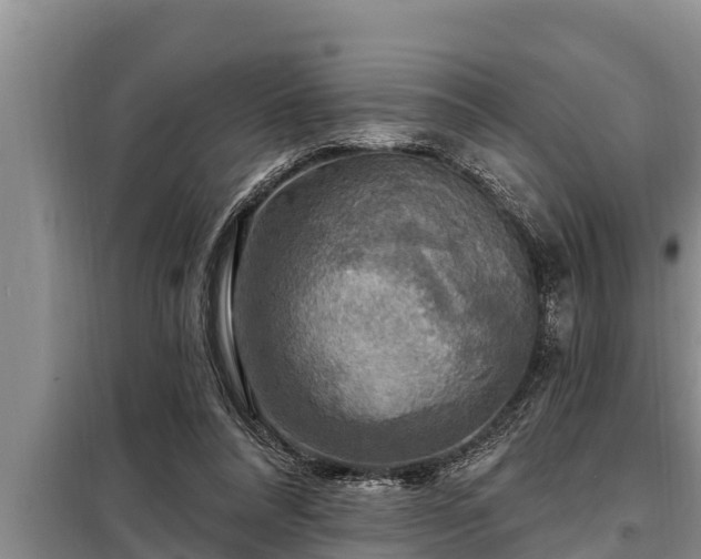 X0000098170304200805011020