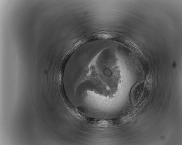 X0000098170330200805011019