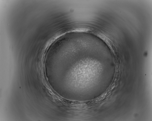 X0000098170337200805011019