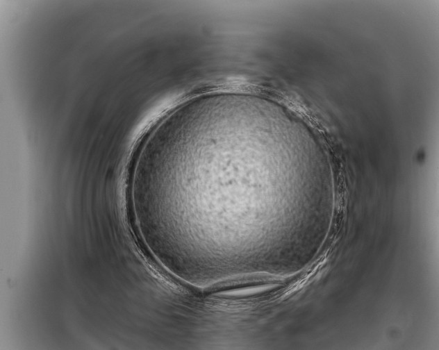 X0000098170341200805011019