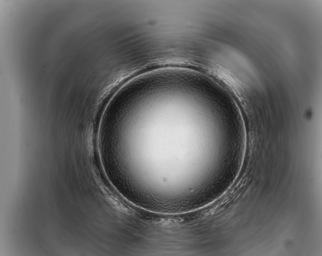 X0000098170345200805011019