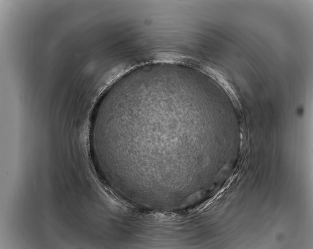 X0000098170346200805011019