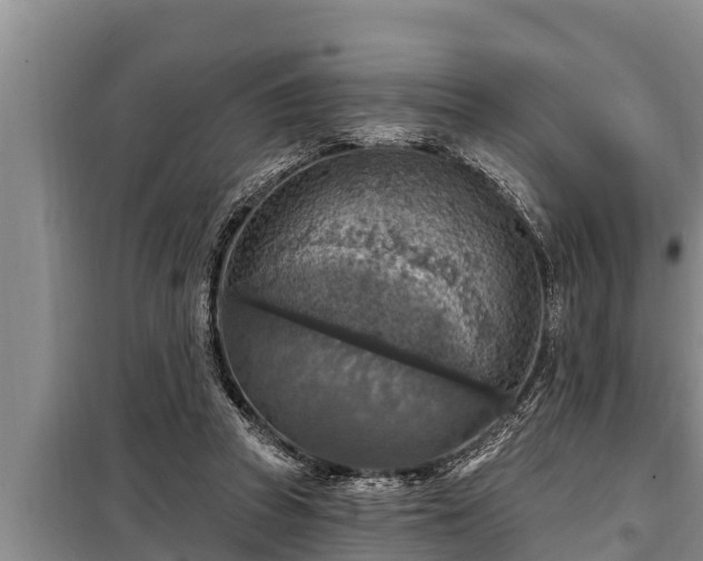 X0000098170353200805011019