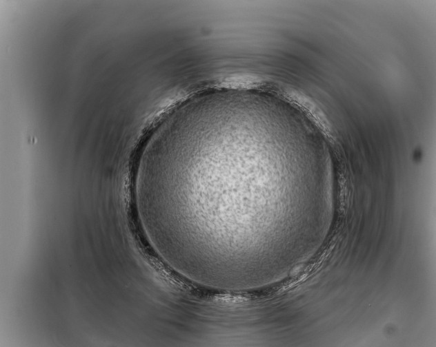 X0000098170354200805011019