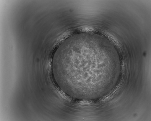 X0000098170373200805011019