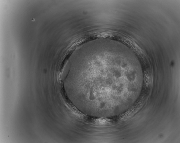 X0000098170375200805011019