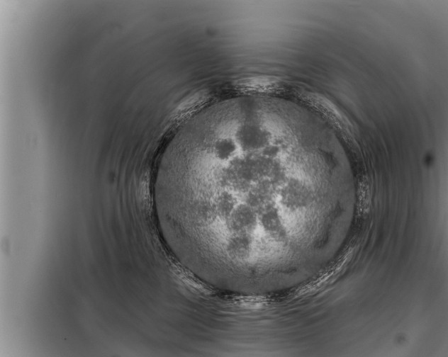 X0000098170377200805011019