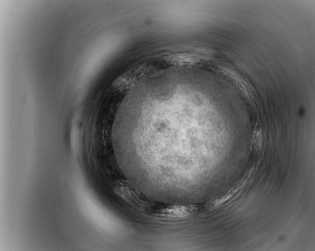 X0000098170381200805011019