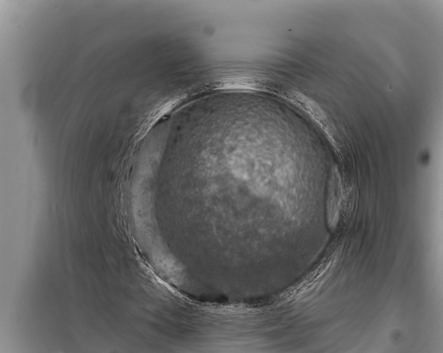 X0000098170385200805011019