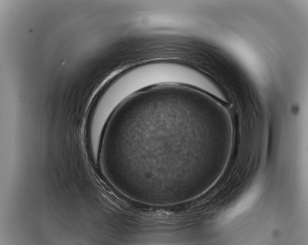 X0000098170387200805011018