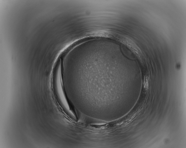 X0000098170388200805011018