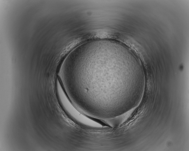 X0000098170393200805011018