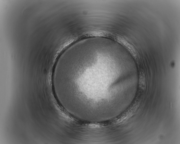 X0000098170394200805011018