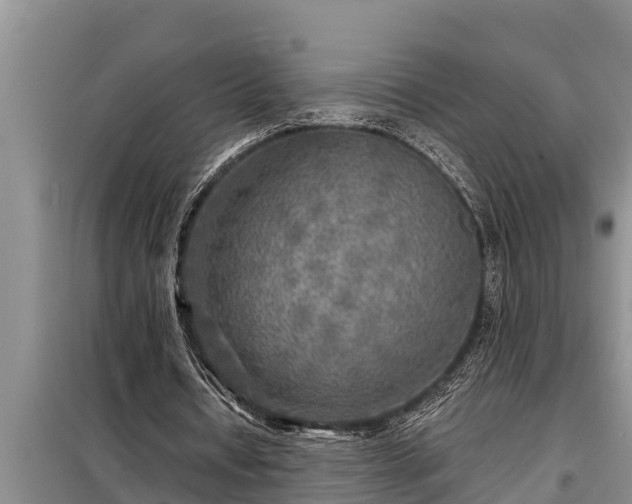 X0000098170434200805011017