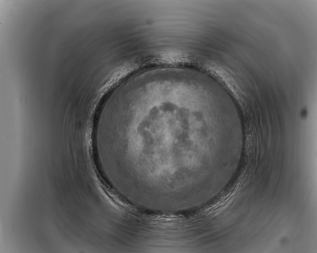 X0000098170443200805011017