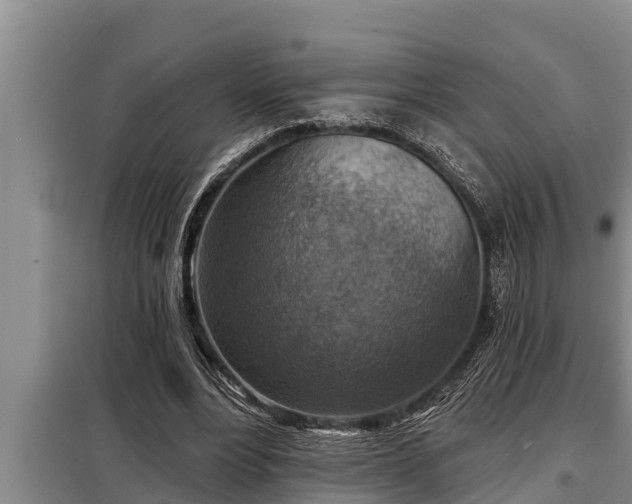 X0000098170488200805011017