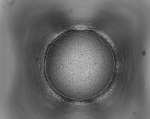 X0000098170529200805011016