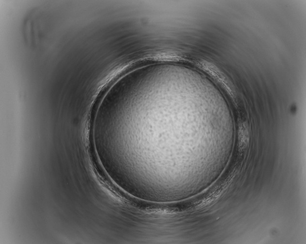 X0000098170533200805011016