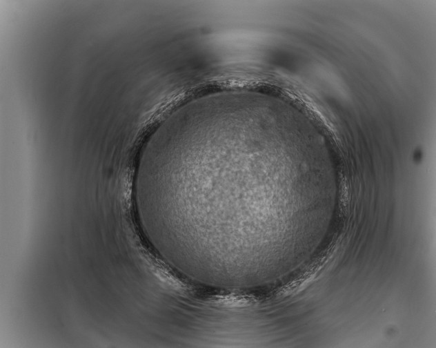 X0000098170545200805011016