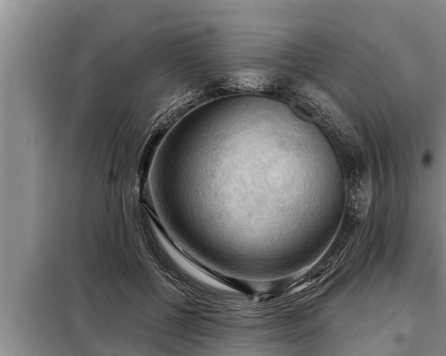 X0000098170552200805011016