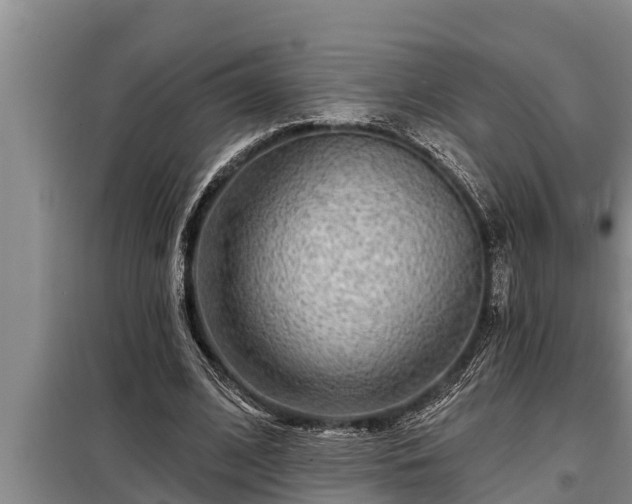 X0000098170584200805011016