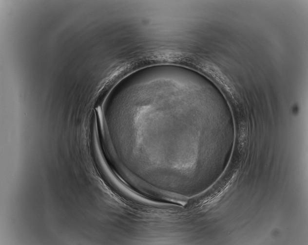 X0000098170585200805011016