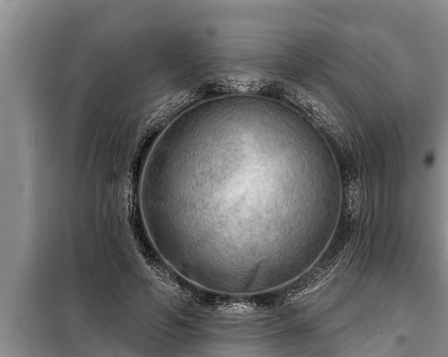 X0000098170594200805011015