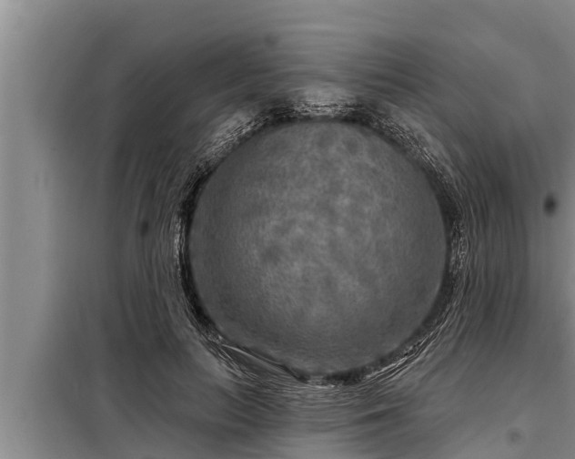 X0000098170647200805011015