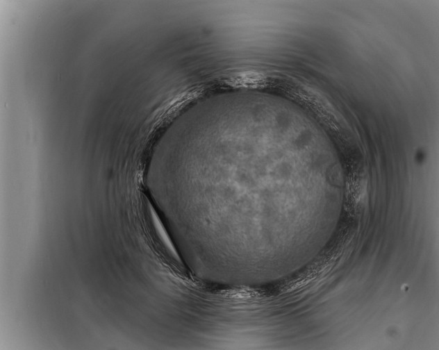 X0000098170652200805011015