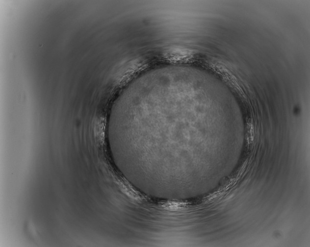 X0000098170664200805011015