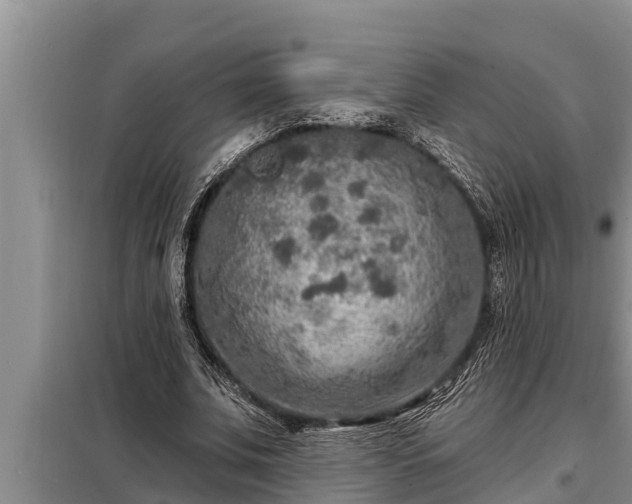 X0000098170679200805011014