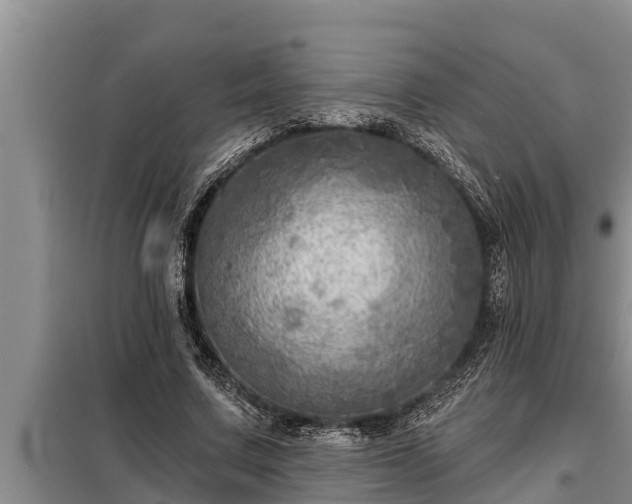 X0000098170683200805011014