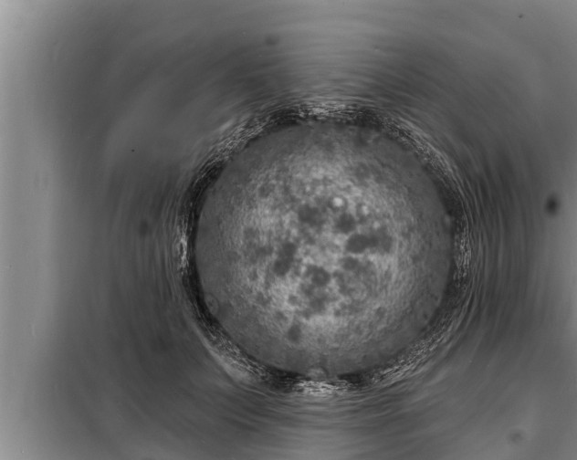 X0000098170703200805011014