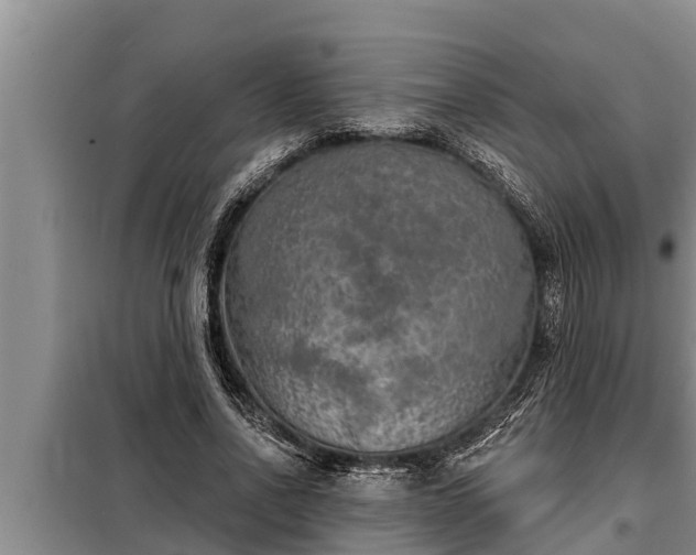 X0000098170734200805011013