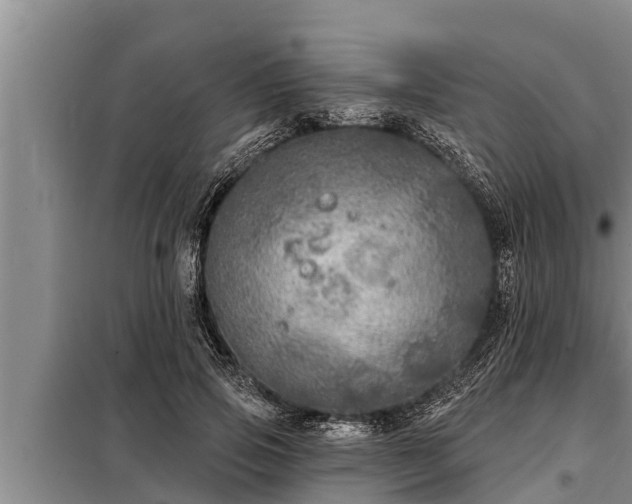 X0000098170741200805011013