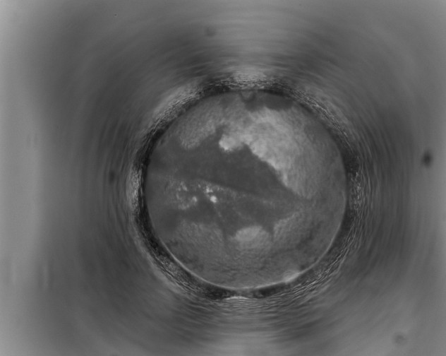 X0000098170742200805011013