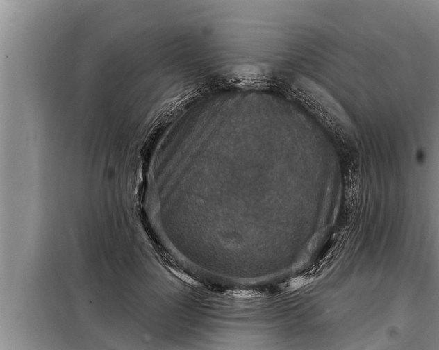 X0000098170748200805011013