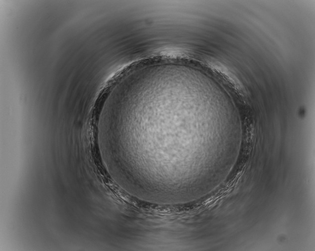 X0000098170776200805011013