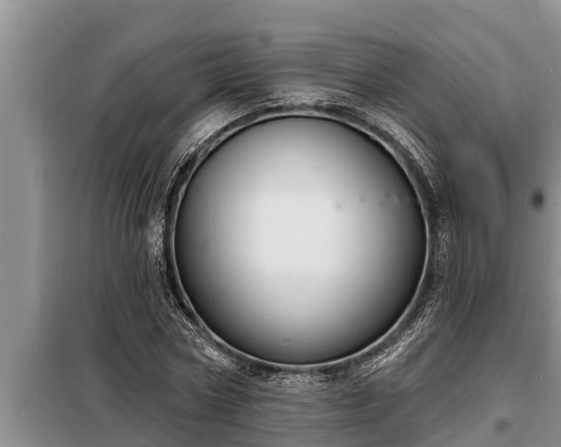 X0000098170778200805011013