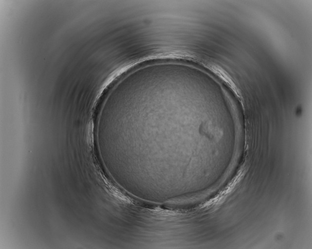 X0000098170781200805011013