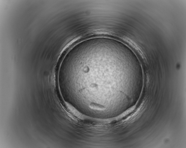 X0000098170782200805011013