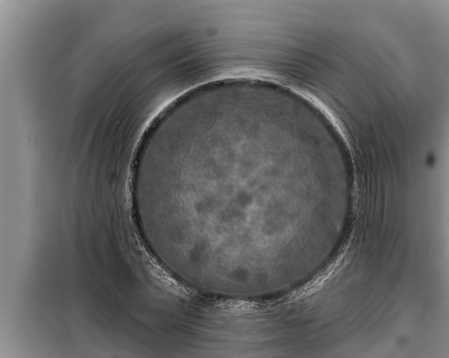 X0000098170783200805011013