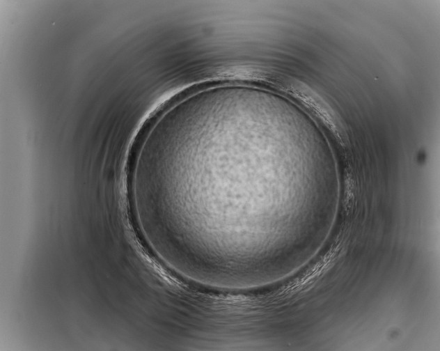 X0000098170784200805011013