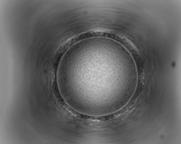 X0000098170821200805011012