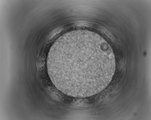 X0000098170824200805011012