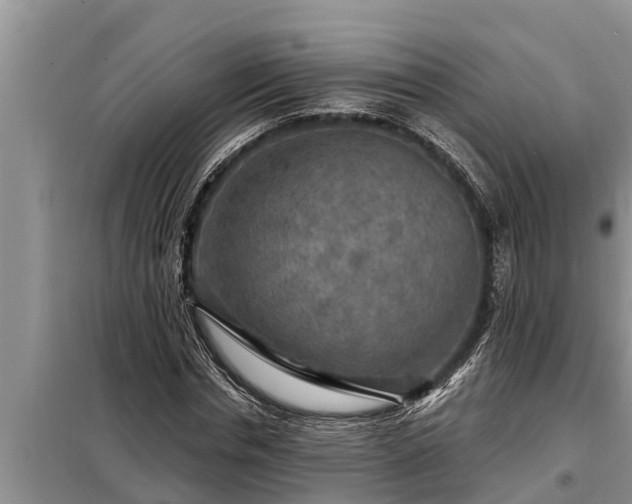 X0000098170826200805011012