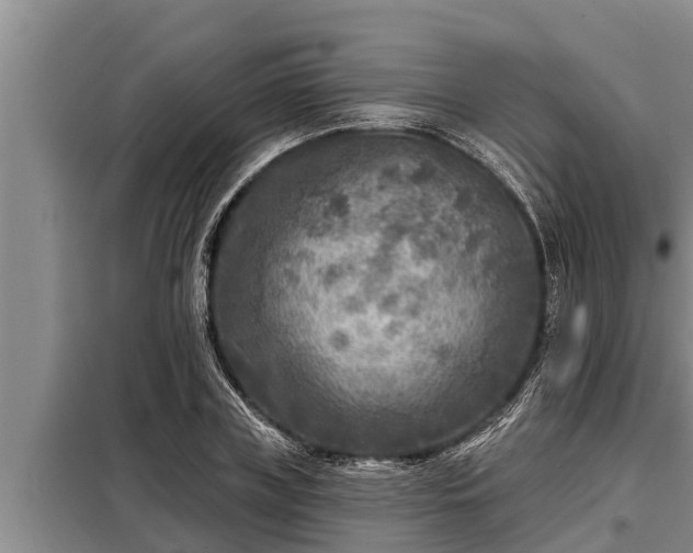 X0000098170835200805011012